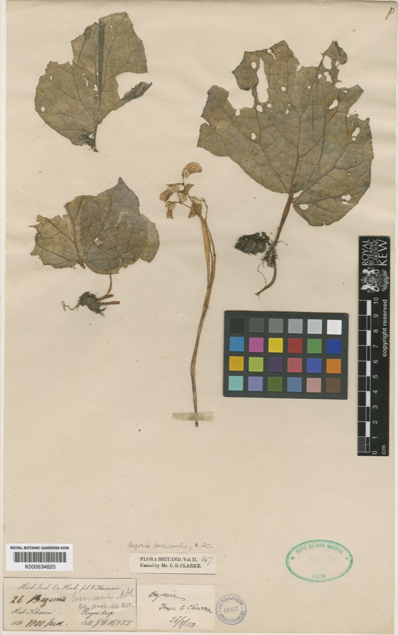 B. brevicaulis
